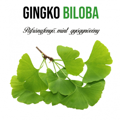 Gingko Biloba növényem fa kaspóban