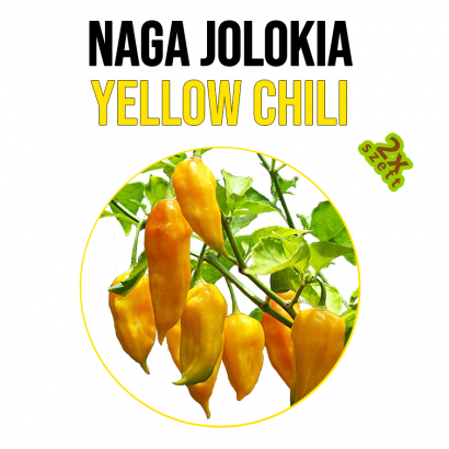 Naga Jolokia Yellow Chilli növényem fa kaspóban