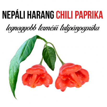 Nepáli harang chili paprika növényem fa kaspóban