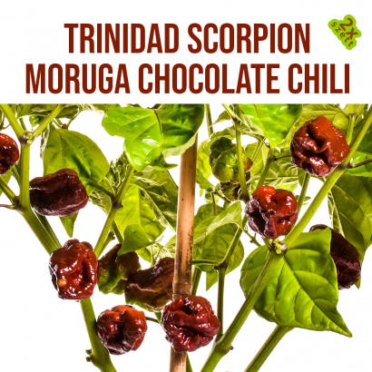 Trinidad Scorpion Moruga chocolate chili növényem fa kaspóban