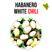 Habanero white chili paprika növényem fa kaspóban