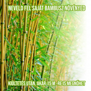 Óriás bambusz növényem fa kaspóban