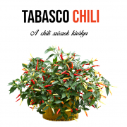 Tabasco chili paprika növényem fa kaspóban