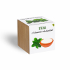 Stevia növényem fa kaspóban Stevia növényem fa kaspóban