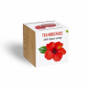 Tea Hibiszkusz növényem fa kaspóban Tea Hibiszkusz növényem fa kaspóban